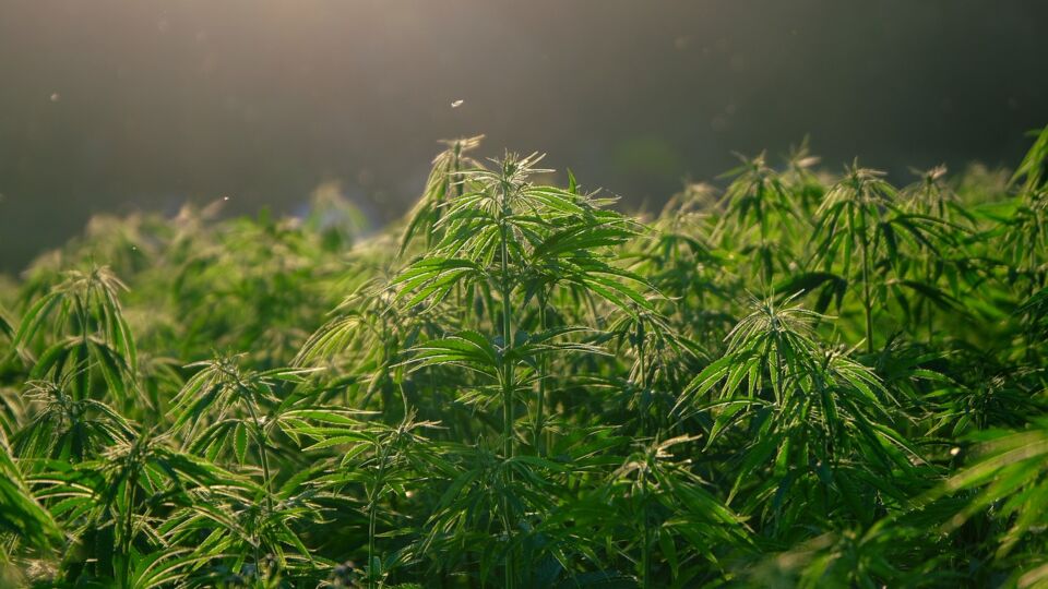 zlikwidowali plantację konopi